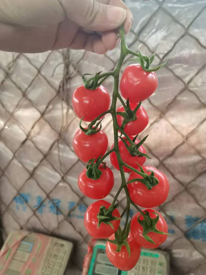 千禧圣女果，贝贝圣女果产地大量直供商超，市场
