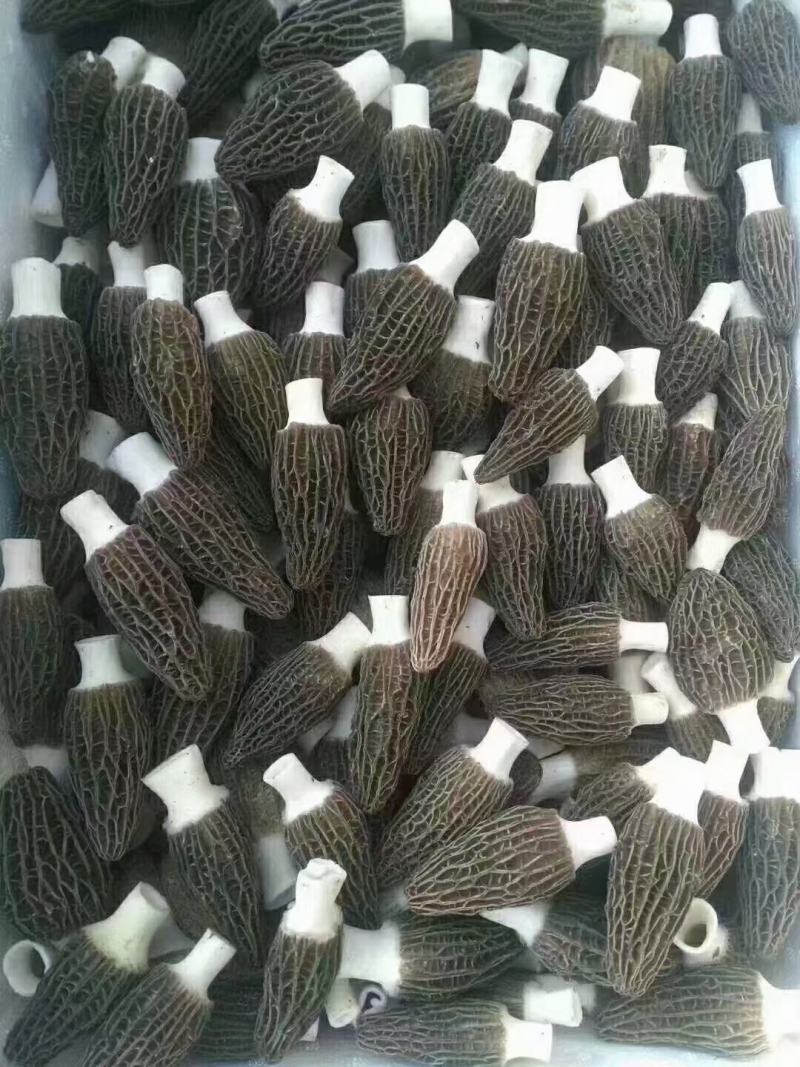 干鲜羊肚菌出售