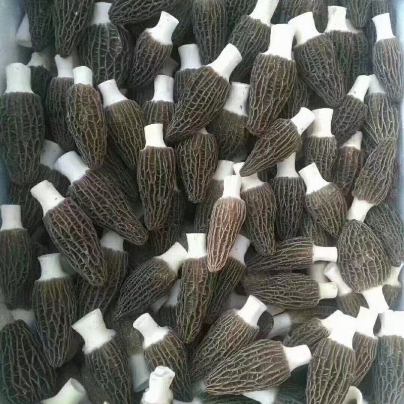 干鲜羊肚菌出售
