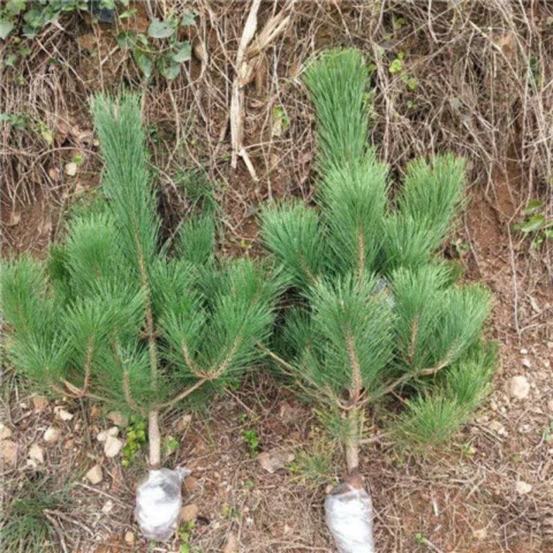 黑松树苗北方种植绿化苗木日本黑松小苗庭院黑松苗四季常青