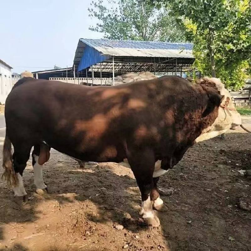 西门塔尔牛犊肉牛苗养殖场活牛育肥牛厂价出售