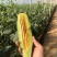 【精选】网文小蜜25.羊角密，博洋甜瓜，玉姑供社区团购，