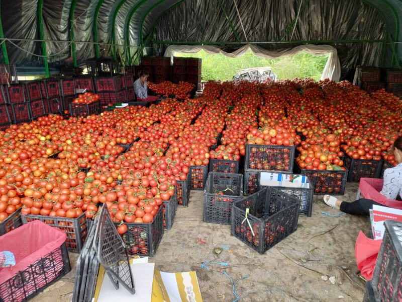 万亩精品冷棚西红柿上市适合全国市场单果串果都有
