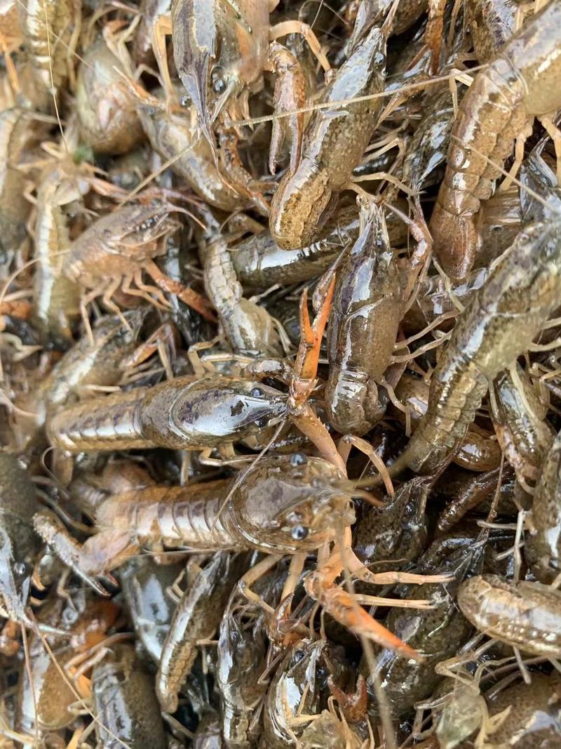 小龙虾苗，种苗，种虾，提供水草，免费养殖技术指导