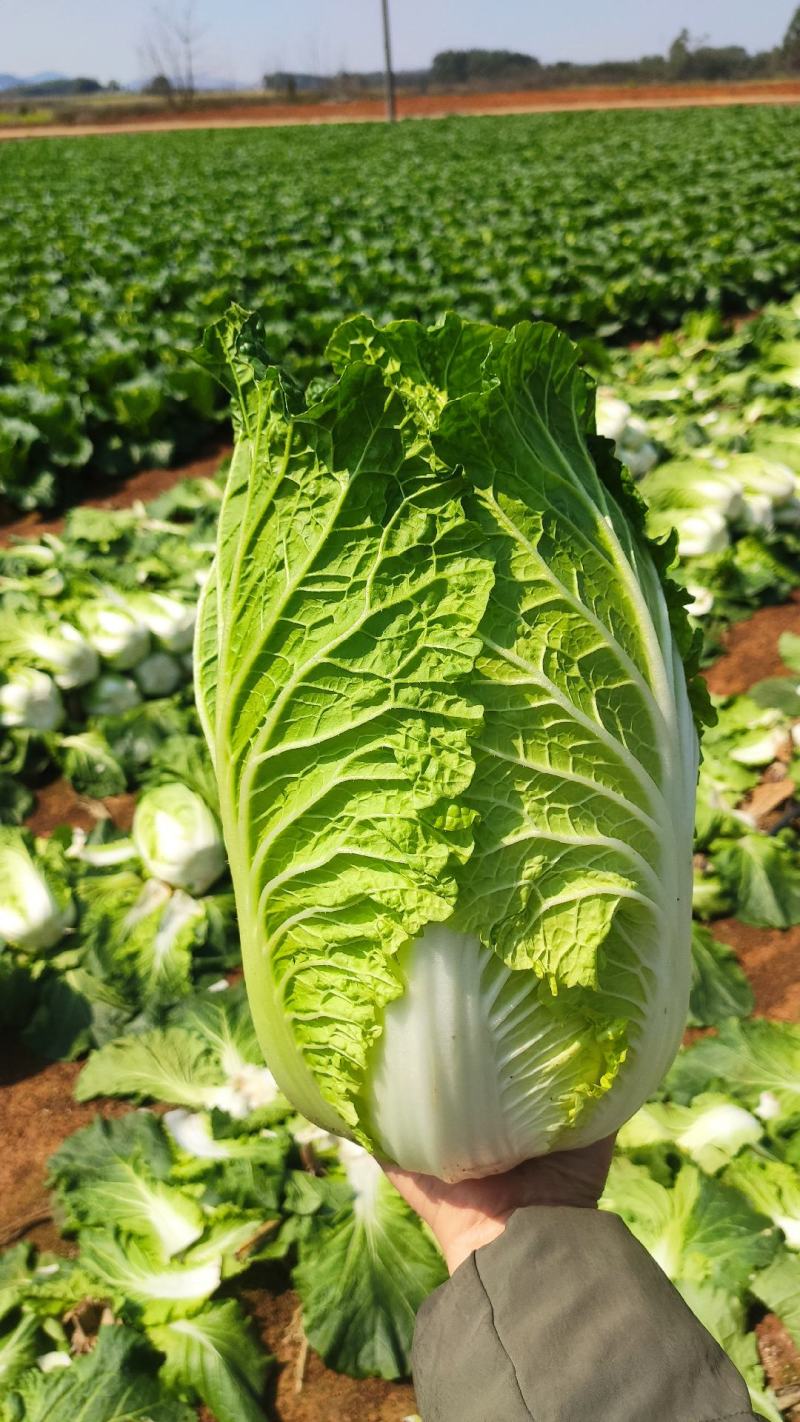 广西横县夏阳白大白菜春白菜慢慢大量上市