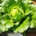 广西横县大白菜夏阳白菜京白菜小玲珑娃娃菜