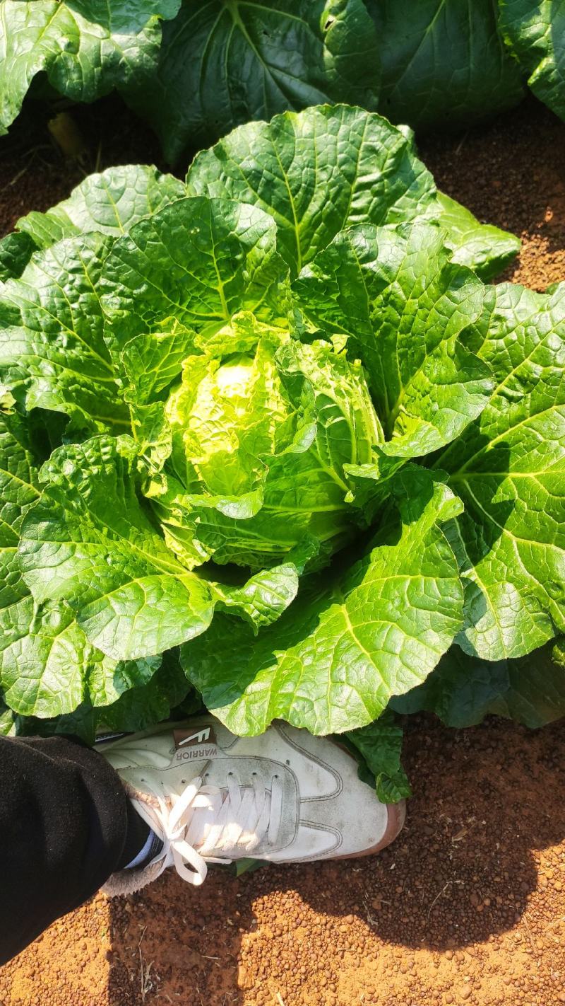广西横县大白菜夏阳白菜京白菜小玲珑娃娃菜