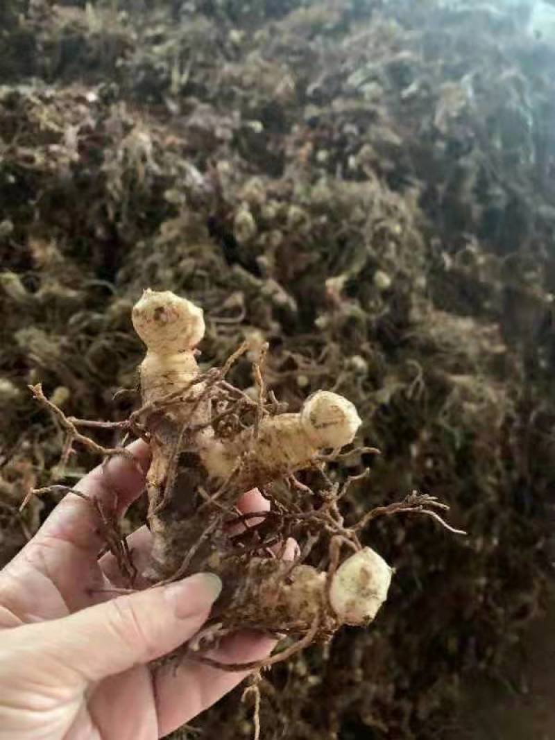 高杆大卷叶六叶多花姜型不到苗甜黄精精块茎芽