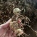 高杆大卷叶六叶多花姜型不到苗甜黄精精块茎芽