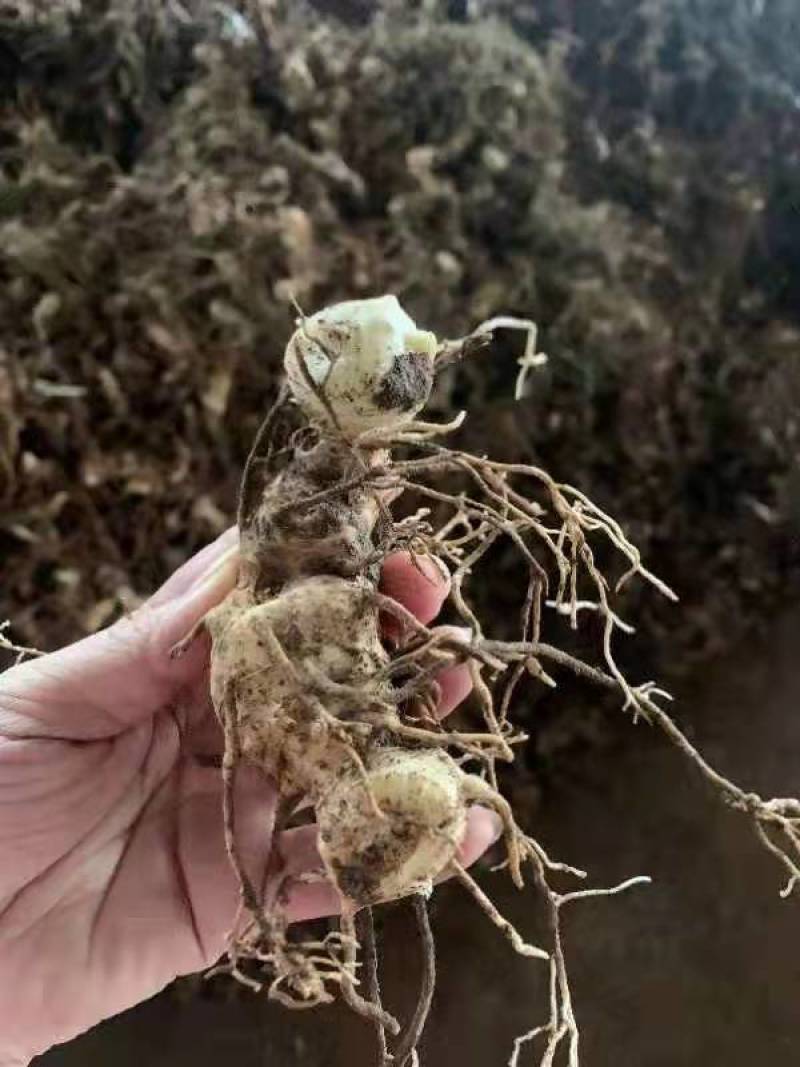 高杆大卷叶六叶多花姜型不到苗甜黄精精块茎芽