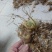 高杆大卷叶六叶多花姜型不到苗甜黄精精块茎芽
