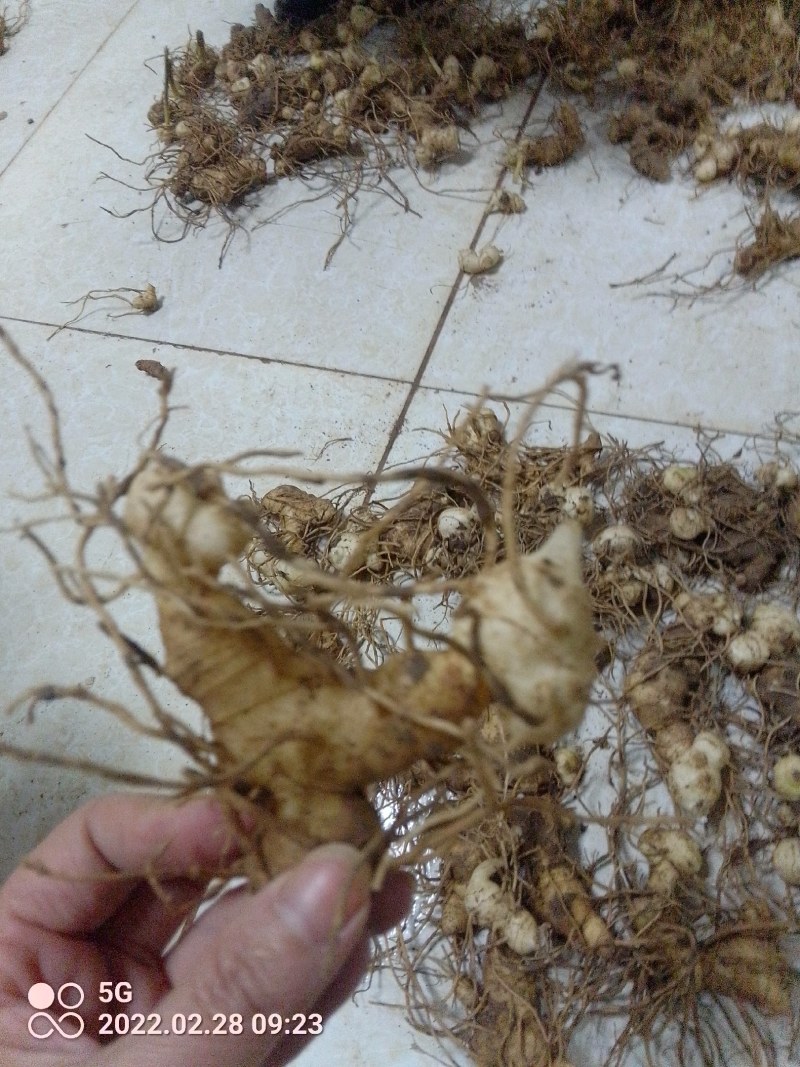 高杆大卷叶六叶多花姜型不到苗甜黄精精块茎芽