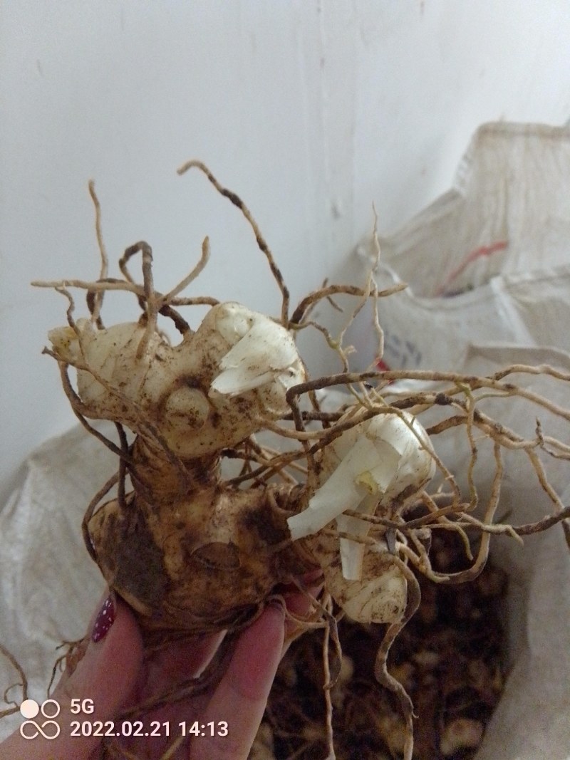 高杆大卷叶六叶多花姜型不到苗甜黄精精块茎芽