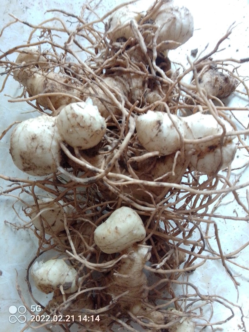 高杆大卷叶六叶多花姜型不到苗甜黄精精块茎芽