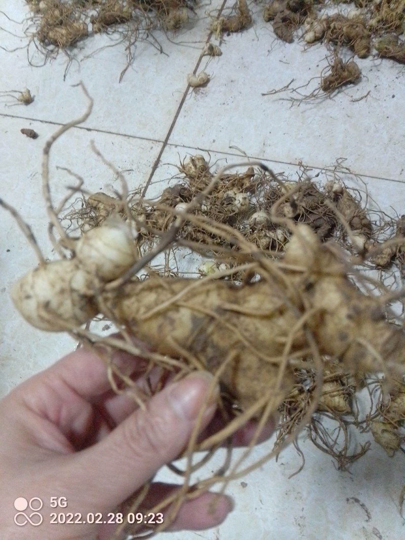 高杆大卷叶六叶多花姜型不到苗甜黄精精块茎芽