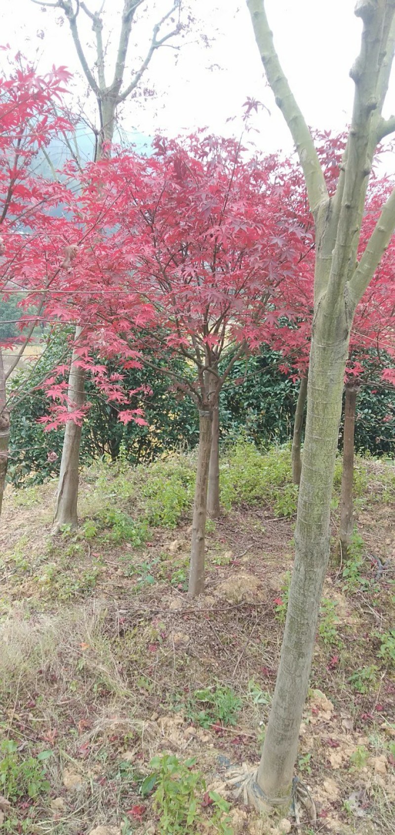 三季红枫大量供应