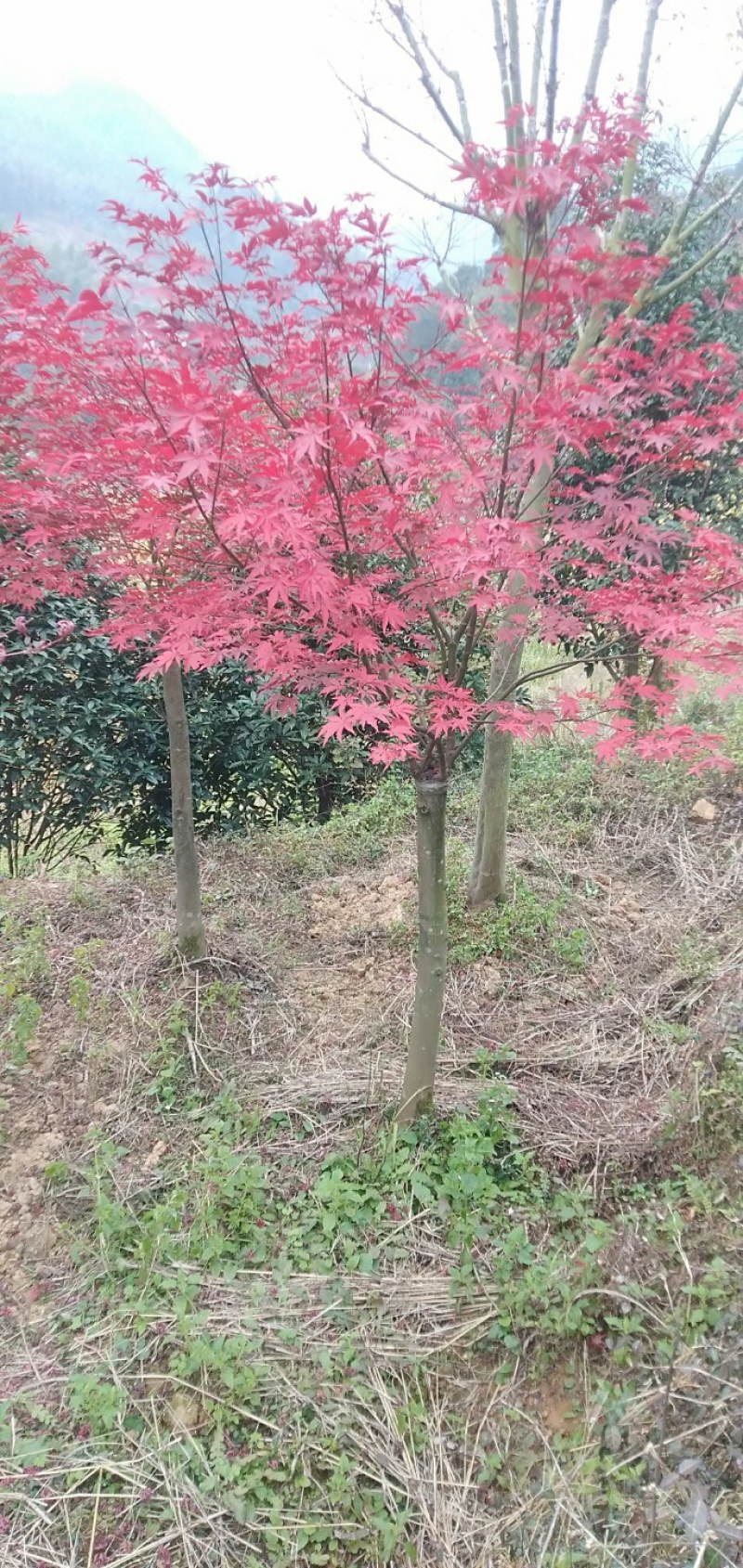 三季红枫大量供应