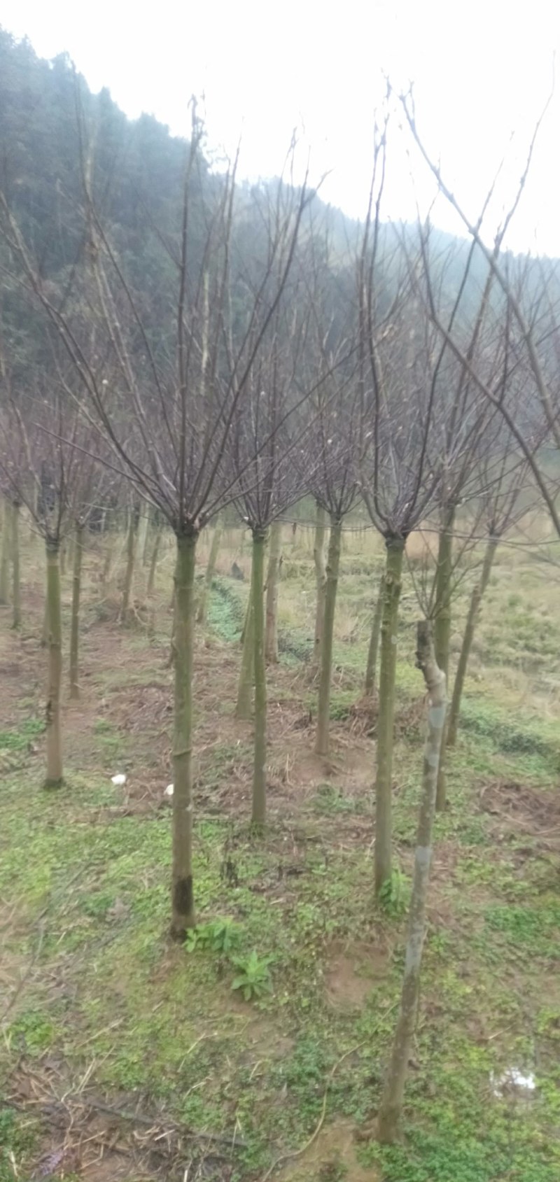 三季红枫大量供应