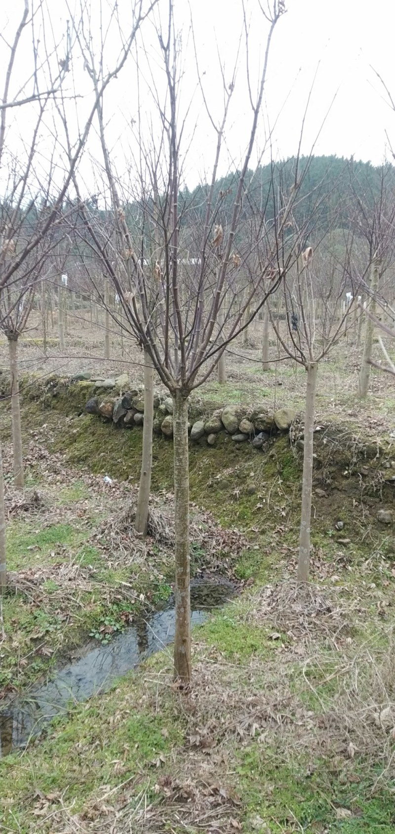 三季红枫大量供应