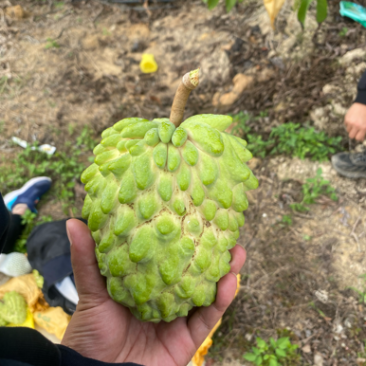 凤梨释迦果，佛头果，3-5斤包邮