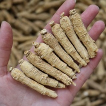 3g山东西洋参超短条条形很均匀颜色黄一点剪尾足干硬枝肉质