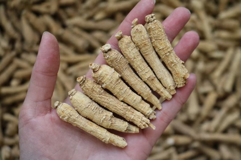 3g山东西洋参超短条条形很均匀颜色黄一点剪尾足干硬枝肉质