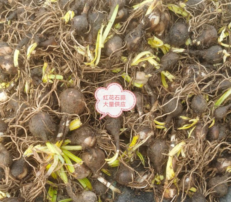 水仙花种球，红花石蒜