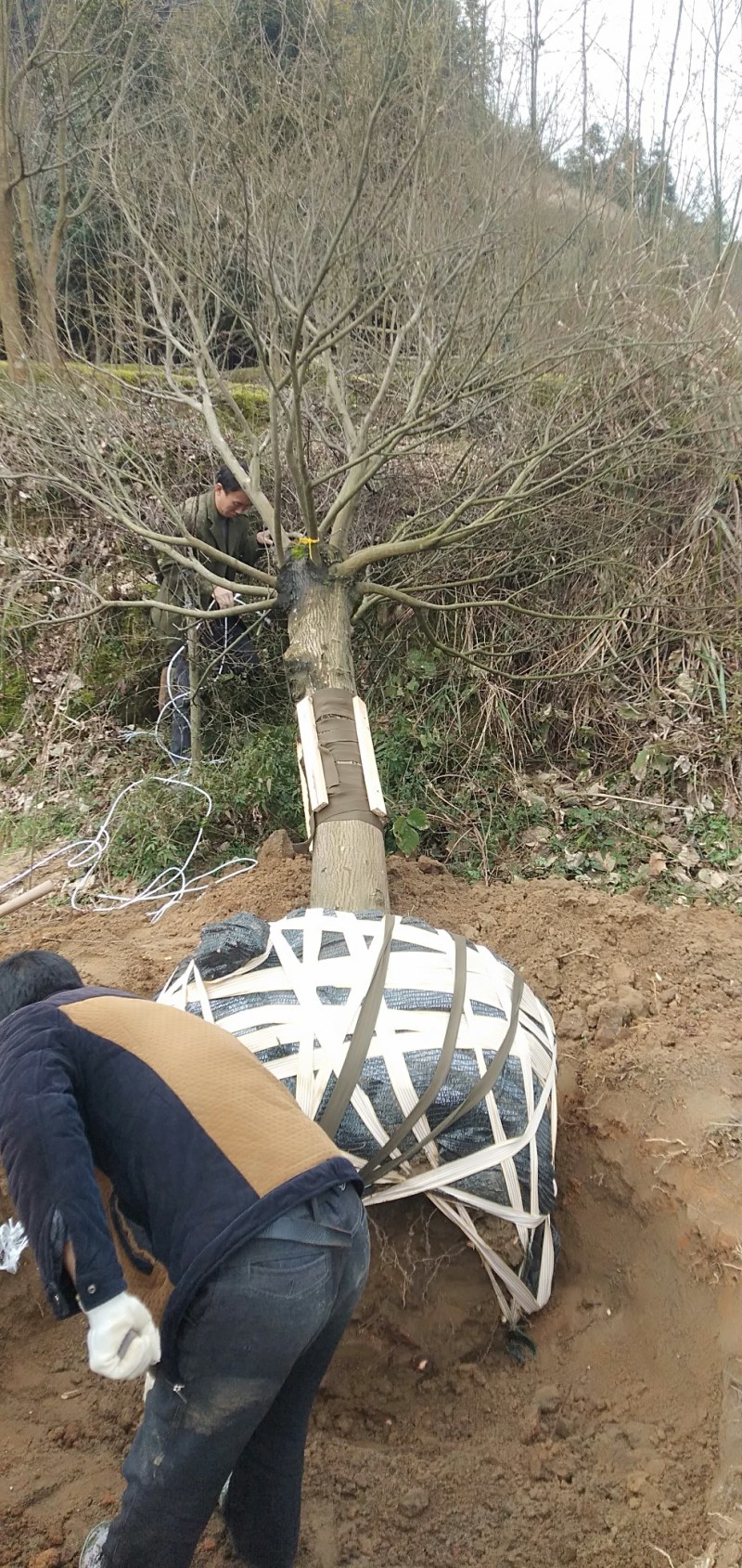 中国红枫大量供应