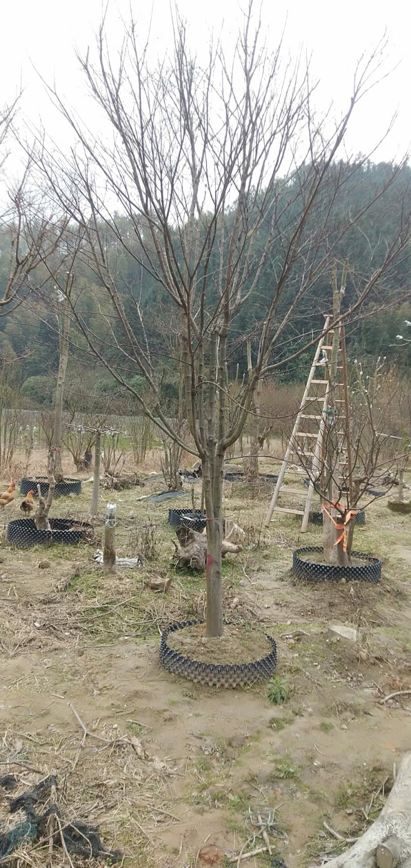 中国红枫大量供应