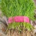 茴香叶绿、干巴、量大有带跟的或割的都可以