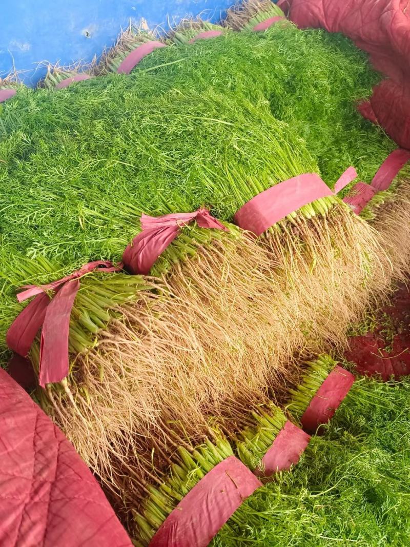 茴香叶绿、干巴、量大有带跟的或割的都可以