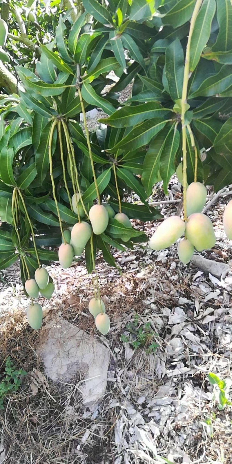 海南芒果