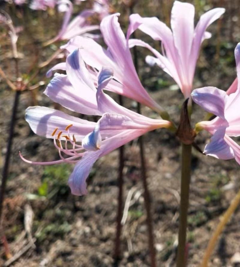 换锦花（紫花石蒜）