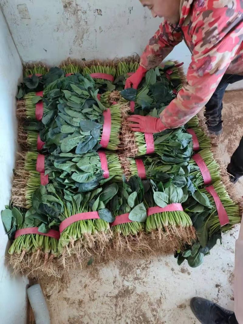 精品菠菜，产地直销，大量上市，欢迎新老客户选购。