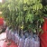 新品种果树苗贵妃黑黄皮苗嫁接鸡心黄皮树苗南方盆栽地栽种植