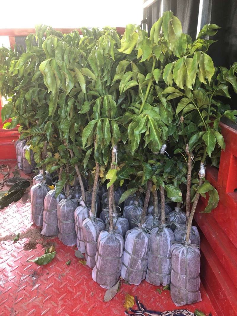 新品种果树苗贵妃黑黄皮苗嫁接鸡心黄皮树苗南方盆栽地栽种植