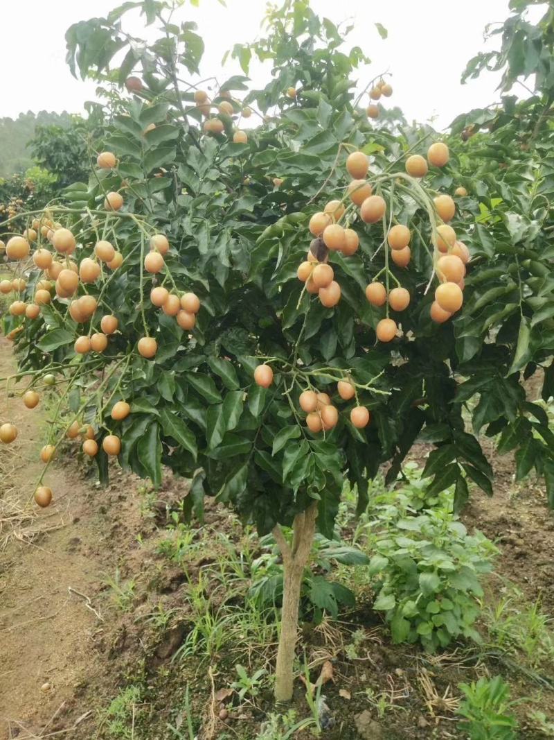 新品种果树苗贵妃黑黄皮苗嫁接鸡心黄皮树苗南方盆栽地栽种植