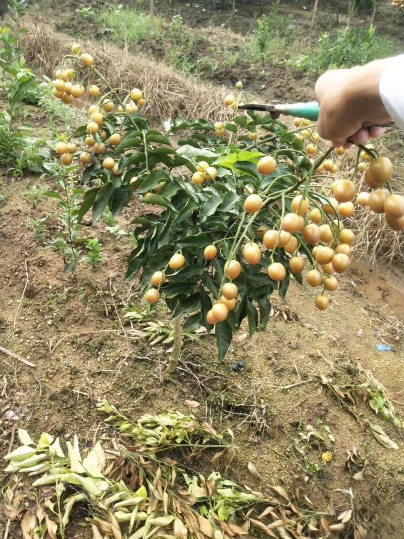 新品种果树苗贵妃黑黄皮苗嫁接鸡心黄皮树苗南方盆栽地栽种植