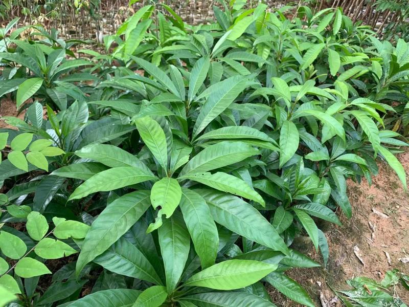 黄晶果树苗四季黄晶果树苗台湾黄金果东蜜久蜜盆栽地栽带叶发