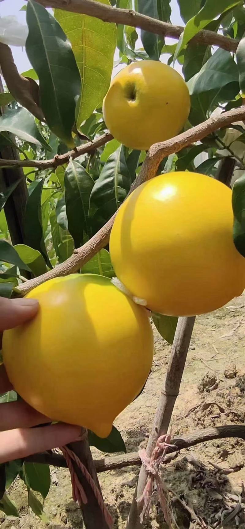 黄晶果树苗四季黄晶果树苗台湾黄金果东蜜久蜜盆栽地栽带叶发