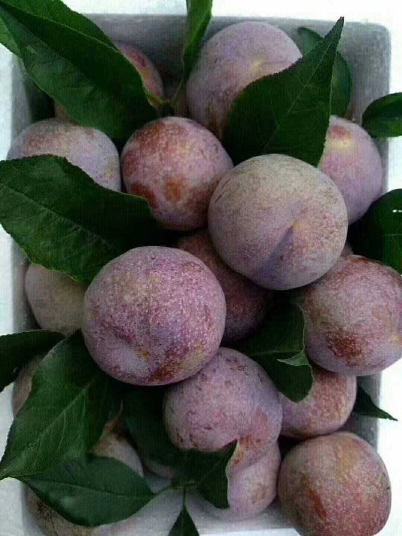 三华李树苗红肉早熟迟熟树苗南方种植盆栽地栽当年结新品种