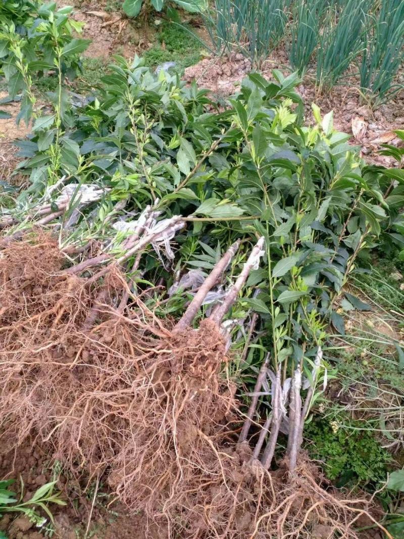 三华李树苗红肉早熟迟熟树苗南方种植盆栽地栽当年结新品种