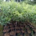 三华李树苗红肉早熟迟熟树苗南方种植盆栽地栽当年结新品种