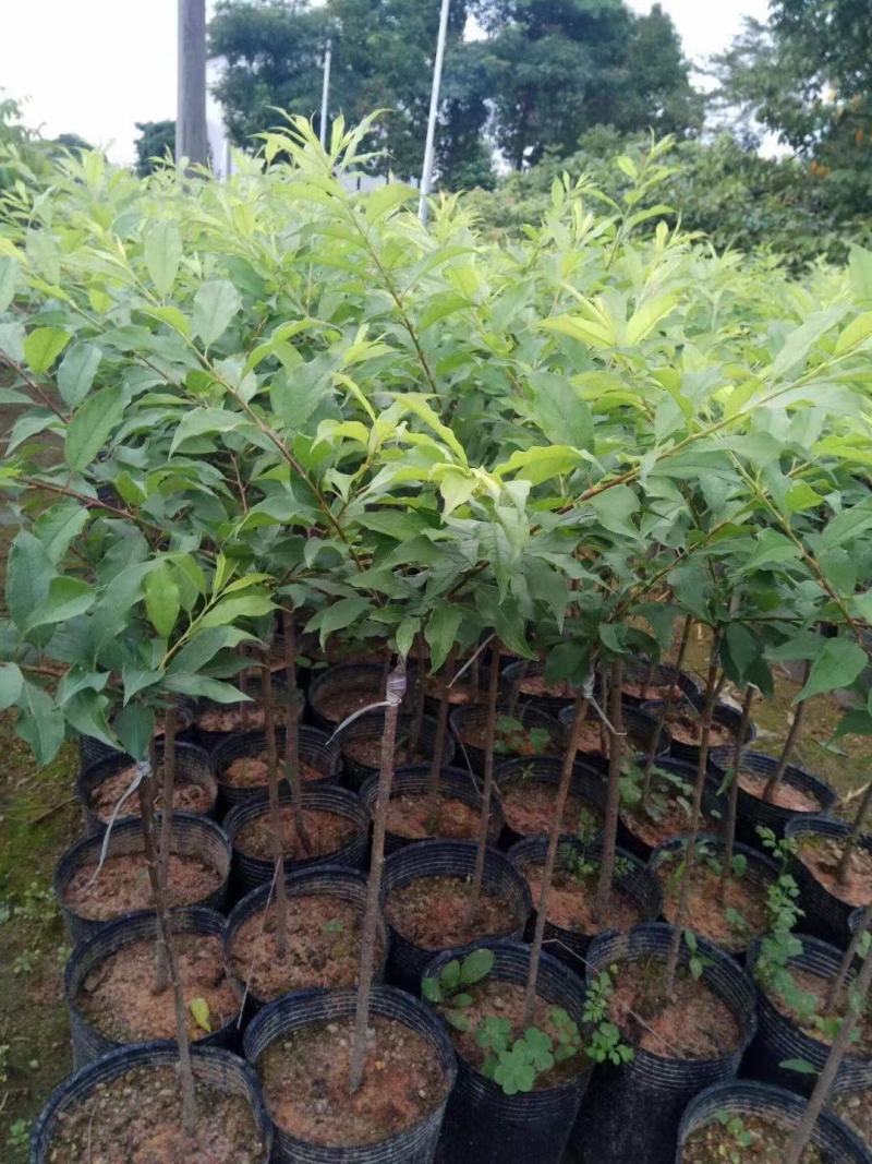 三华李树苗红肉早熟迟熟树苗南方种植盆栽地栽当年结新品种