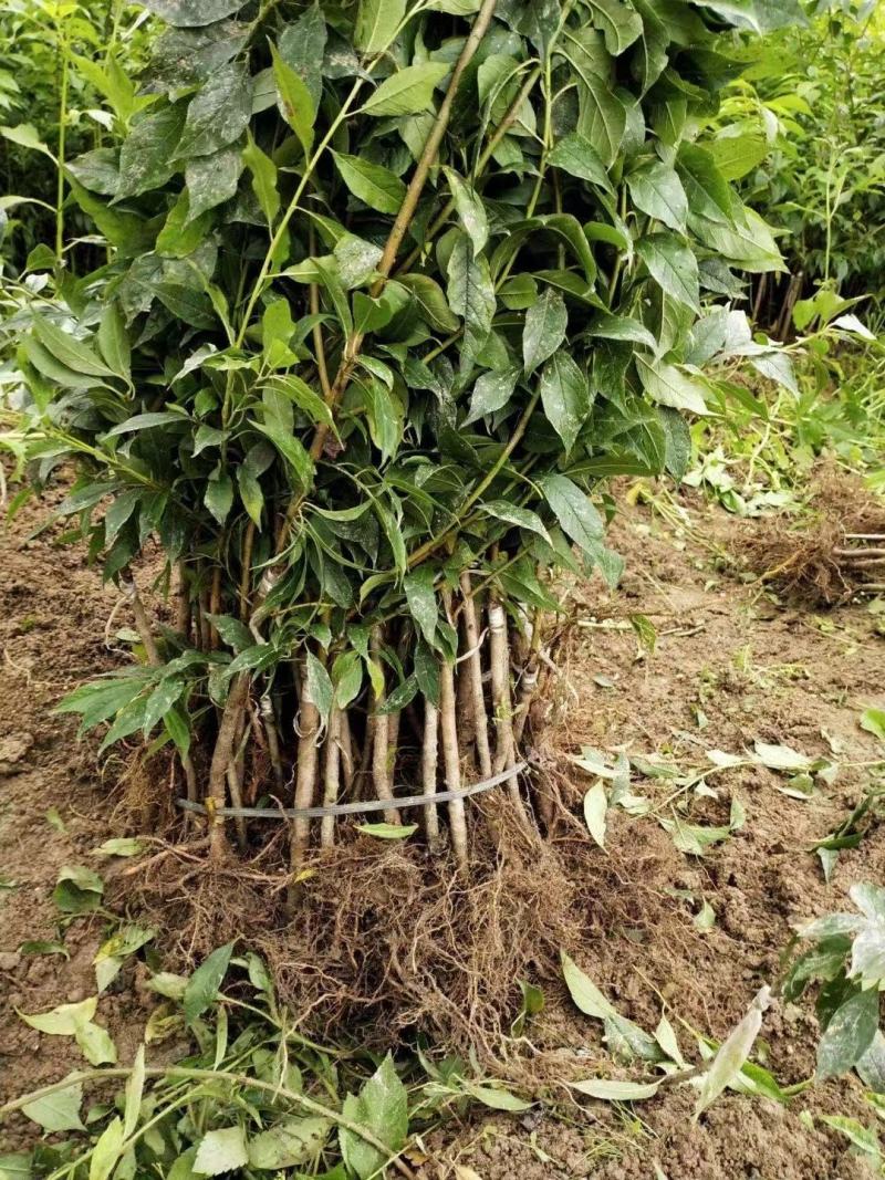 三华李树苗红肉早熟迟熟树苗南方种植盆栽地栽当年结新品种