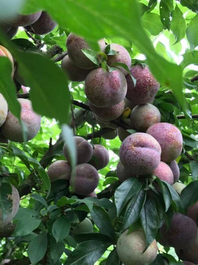 三华李树苗红肉早熟迟熟树苗南方种植盆栽地栽当年结新品种