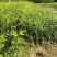 三华李树苗红肉早熟迟熟树苗南方种植盆栽地栽当年结新品种