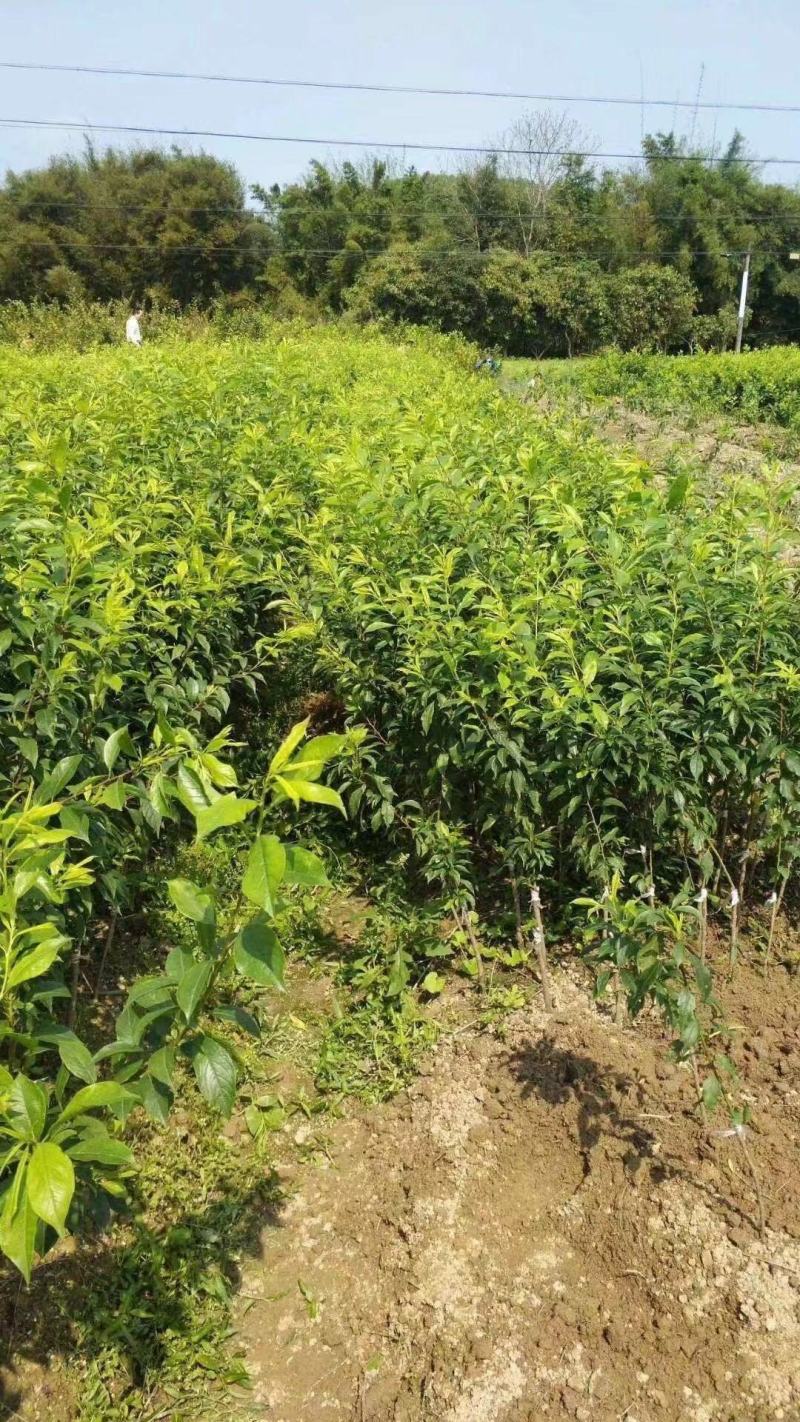 三华李树苗红肉早熟迟熟树苗南方种植盆栽地栽当年结新品种