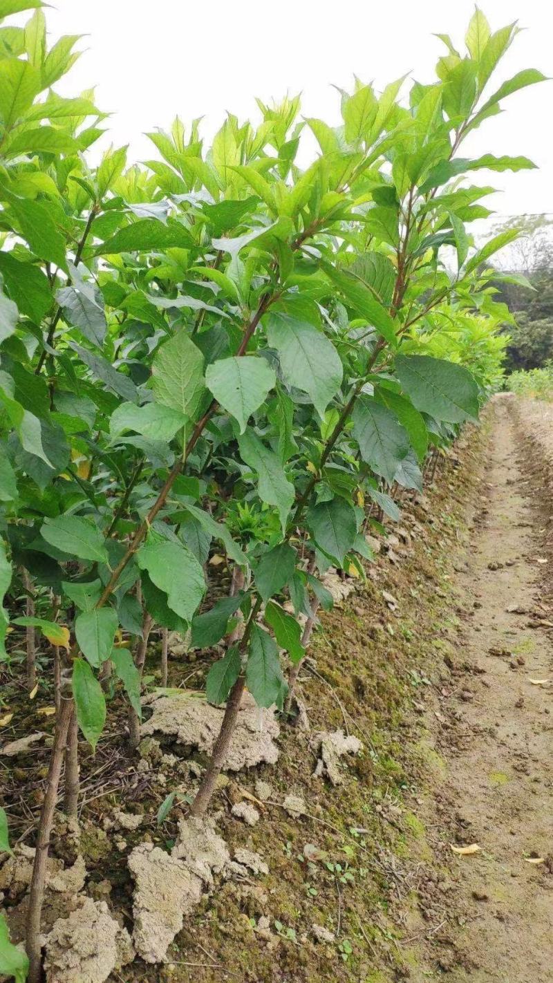 三华李树苗红肉早熟迟熟树苗南方种植盆栽地栽当年结新品种
