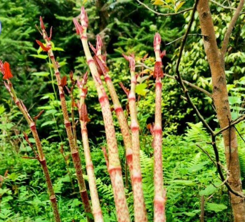 虎杖虎杖
